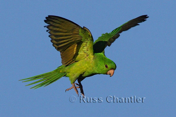 Green Parakeet © Russ Chantler